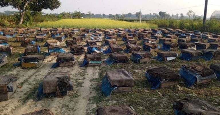 যশোরের ঝিকরগাছায় মৌ’চাষীদের মধু সংগ্রহ শুরু