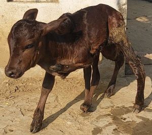 ছয় পা নিয়ে জন্ম নিল বাছুর, লাখ টাকাতেও বিক্রি না করার ঘোষণা