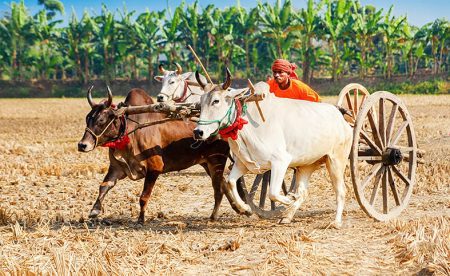 ধানক্ষেতে উড়ছে ধুলো, কানে বাজছে উল্লাস, যশোরে ঐতিহ্যবাহী গরুর গাড়ি দৌড় উৎসব ধানক্ষেতে উড়ছে ধুলো, কানে বাজছে উল্লাস, যশোরে ঐতিহ্যবাহী গরুর গাড়ি দৌড় উৎসব