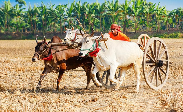 ধানক্ষেতে উড়ছে ধুলো, কানে বাজছে উল্লাস, যশোরে ঐতিহ্যবাহী গরুর গাড়ি দৌড় উৎসব ধানক্ষেতে উড়ছে ধুলো, কানে বাজছে উল্লাস, যশোরে ঐতিহ্যবাহী গরুর গাড়ি দৌড় উৎসব