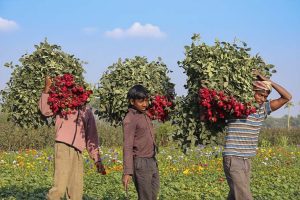 ফুলে ভরেছে গদখালী, চাষিদের মুখে ফের হাসি