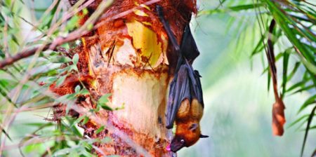 নিপাহ ভাইরাসের সংক্রমণ, গুরুত্বপূর্ণ তথ্য দিলেন বিশেষজ্ঞরা