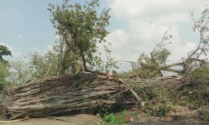 ‘বটবৃক্ষ’ আজ নিঃস্ব-ঝড়ে হারাল মধুসূদনের শৈশবের ছায়া