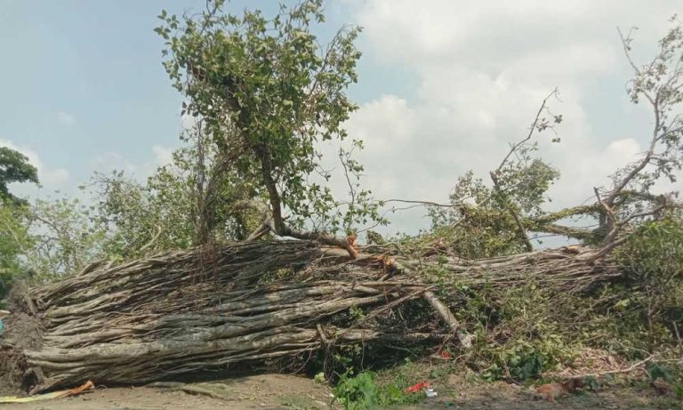 ‘বটবৃক্ষ’ আজ নিঃস্ব-ঝড়ে হারাল মধুসূদনের শৈশবের ছায়া