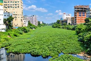পট-শেওলায় দমবন্ধ ভৈরব