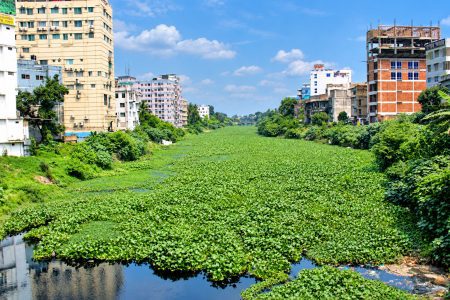 পট-শেওলায় দমবন্ধ ভৈরব